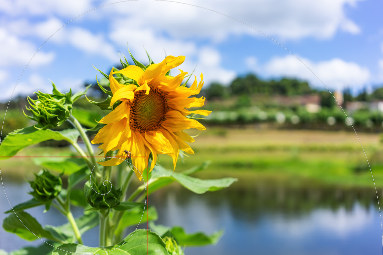 Sunflower. Golden Spiral, Sony A7RIII Camera, FE 35mm F2.8 Sony Zeiss Lens. Bento Gonçalves, Rio Grande do Sul, Brazil.