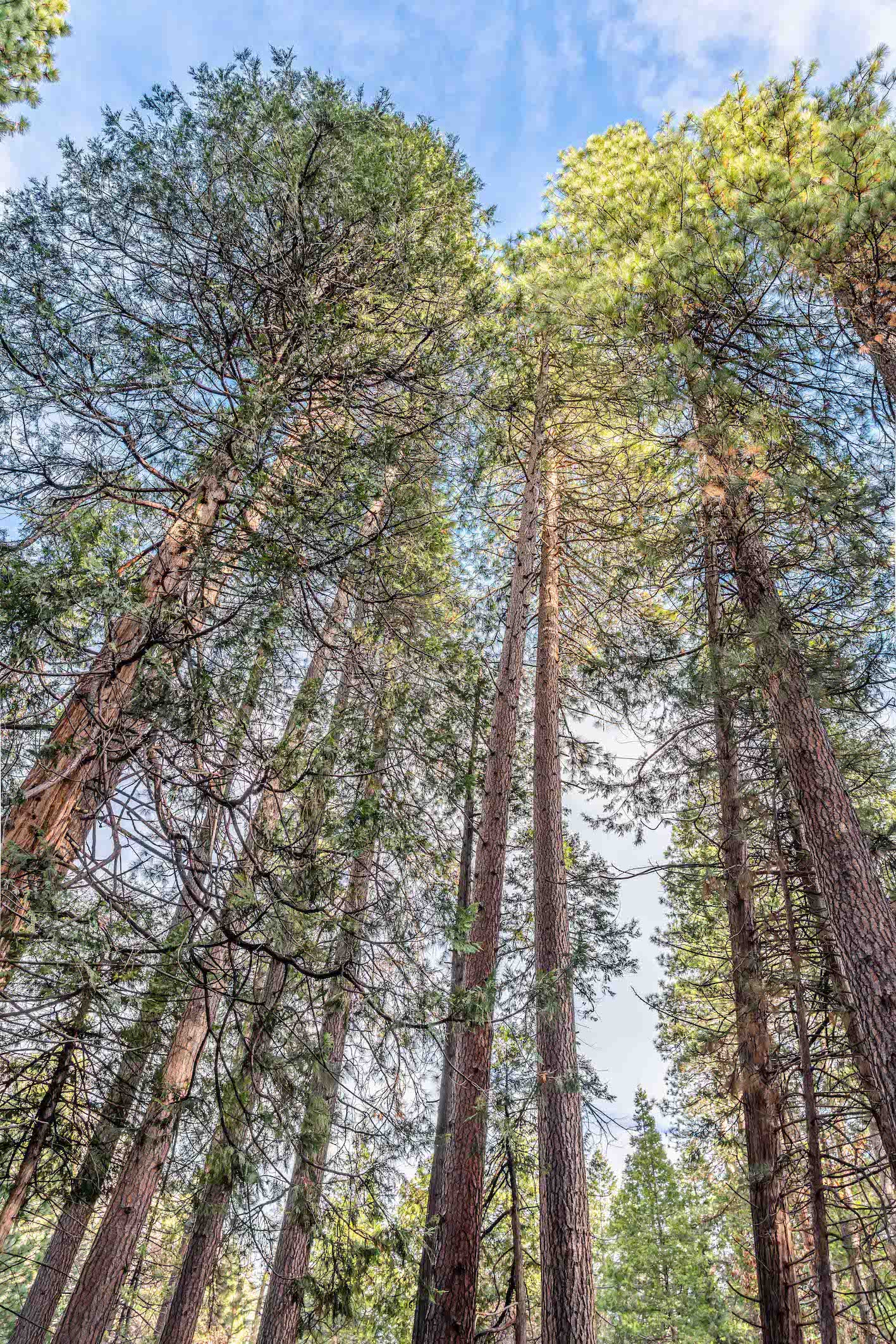 Giant Sequoias, Yosemite National Park, California, United States of America. Sony A7RIII Camera, FE 24-105mm F4 Sony lens.